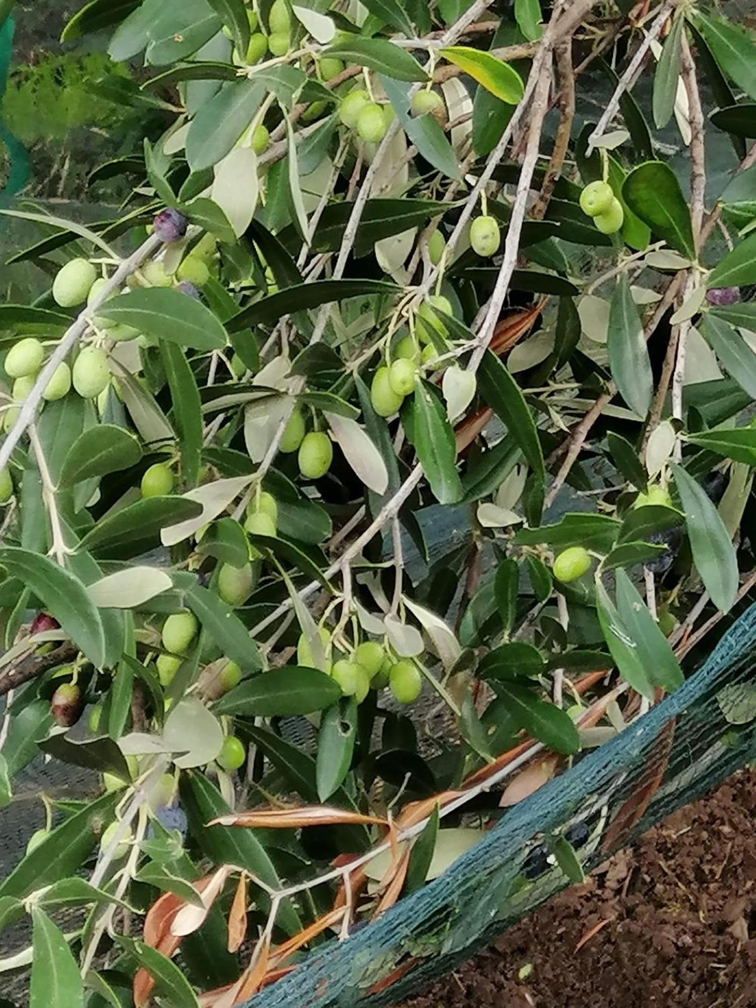 Terradura Corte Degli Ulivi מראה חיצוני תמונה